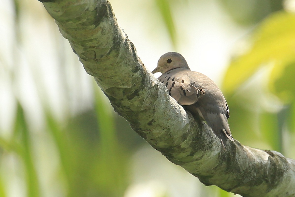 Ecuadorian Ground Dove - ML202559691