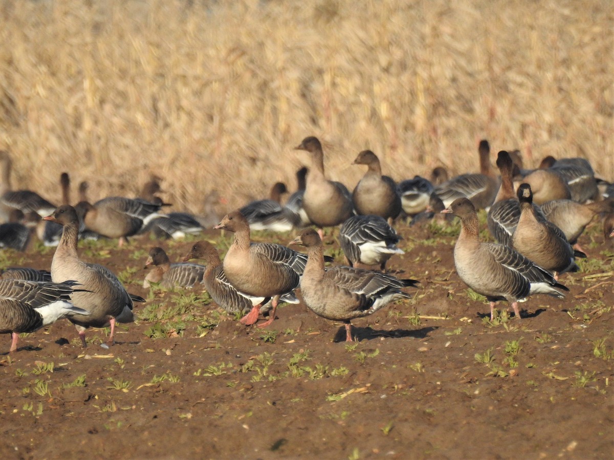 Pink-footed Goose - Ryan Irvine