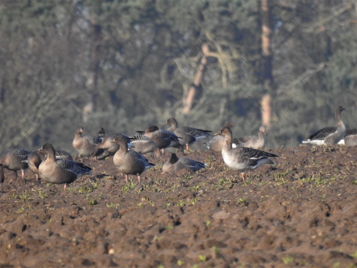 Tundra Bean-Goose - Ryan Irvine