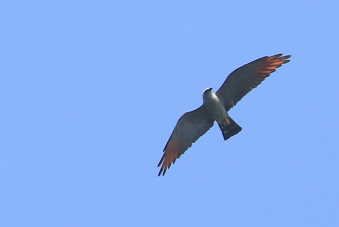 Plumbeous Kite - ML202560121