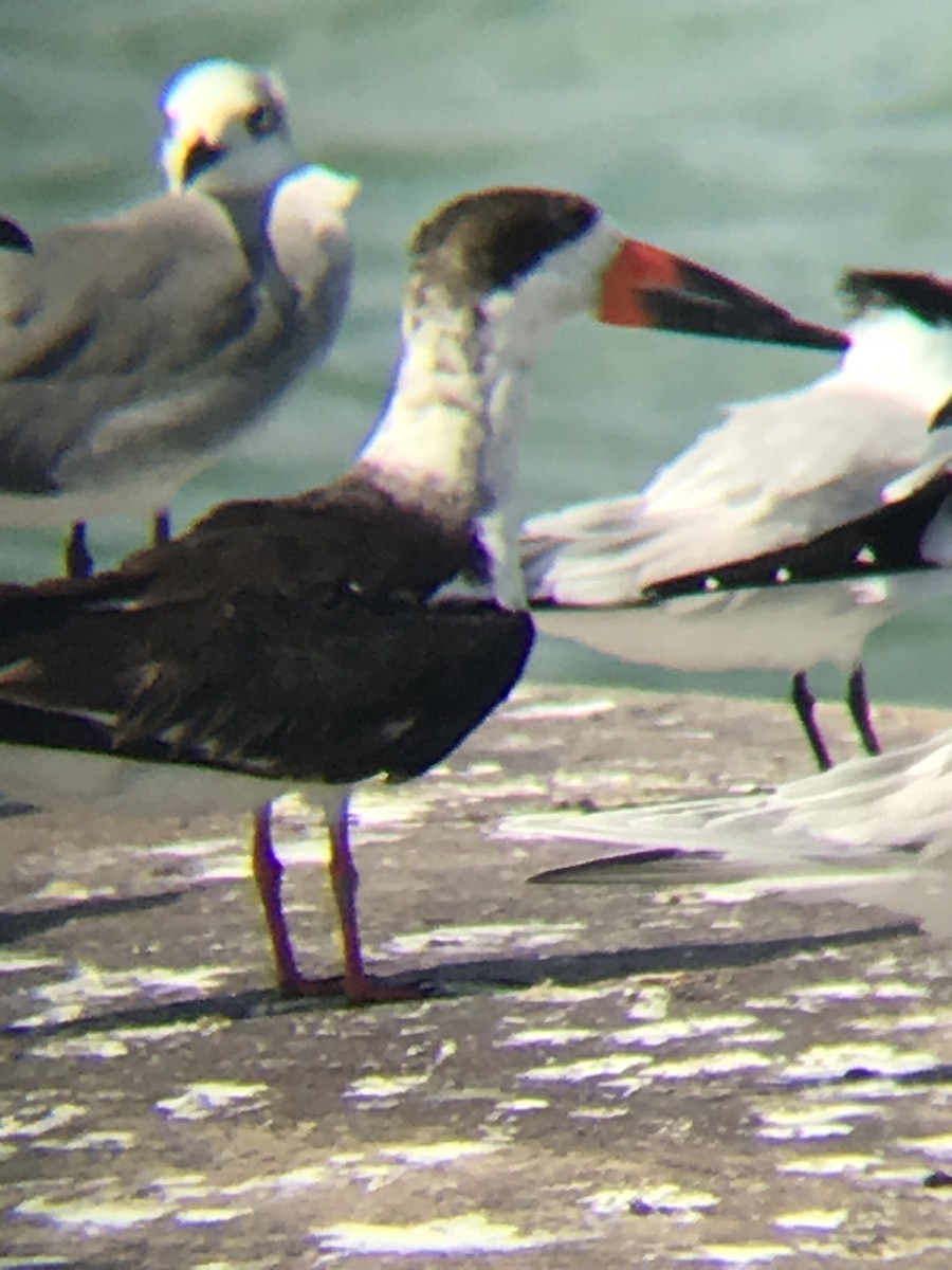 Black Skimmer - ML202560451