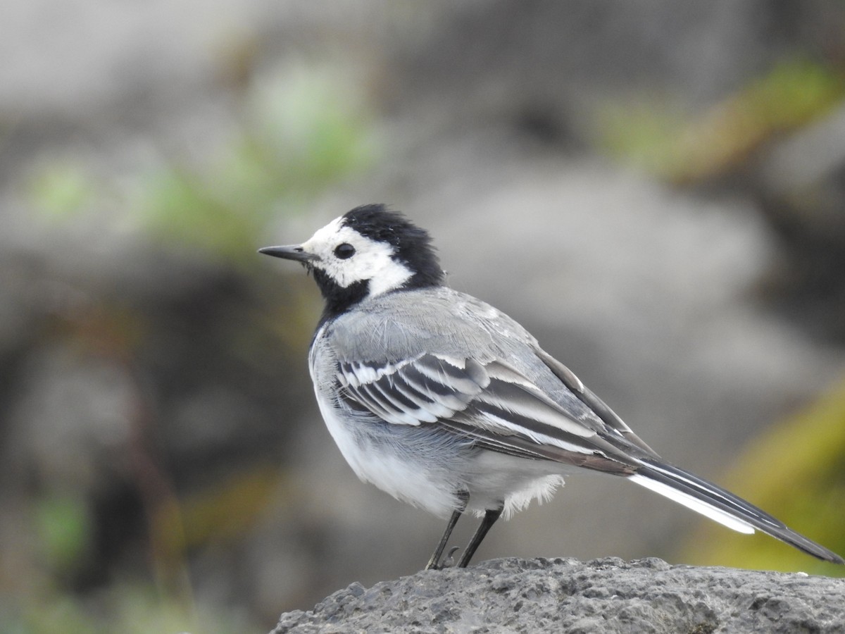 White Wagtail - ML202561651