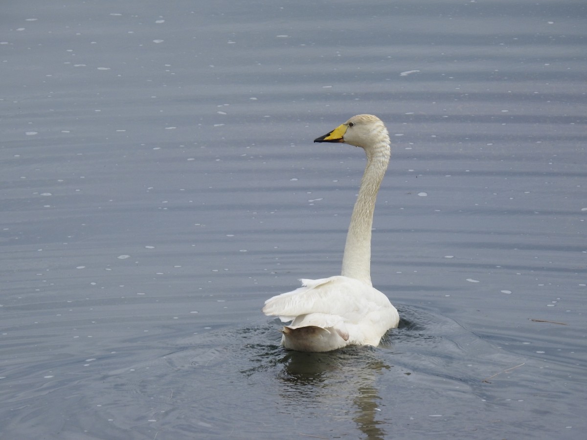 Whooper Swan - ML202561771