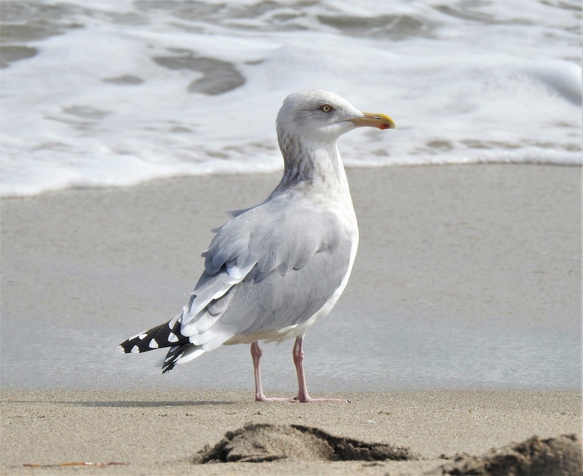 Gaviota Argéntea - ML202561961