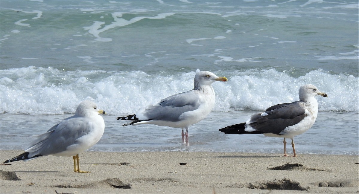 Herring Gull - david gabay