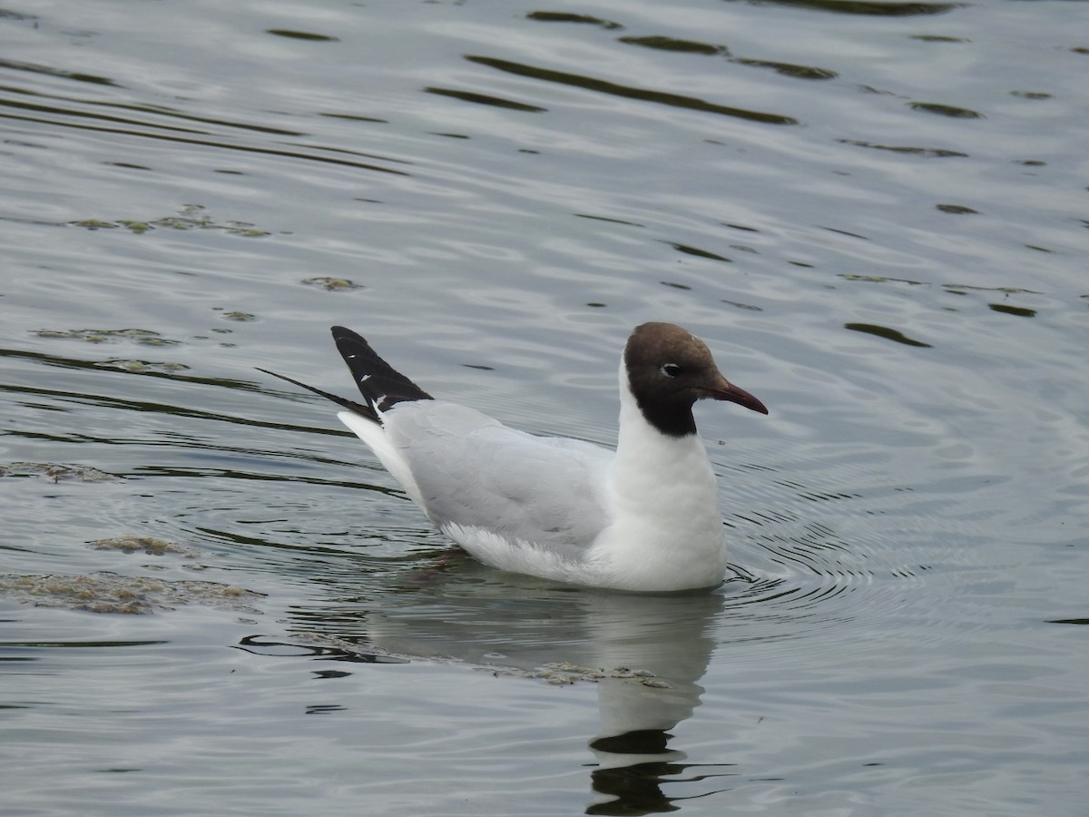 Black-headed Gull - ML202562111