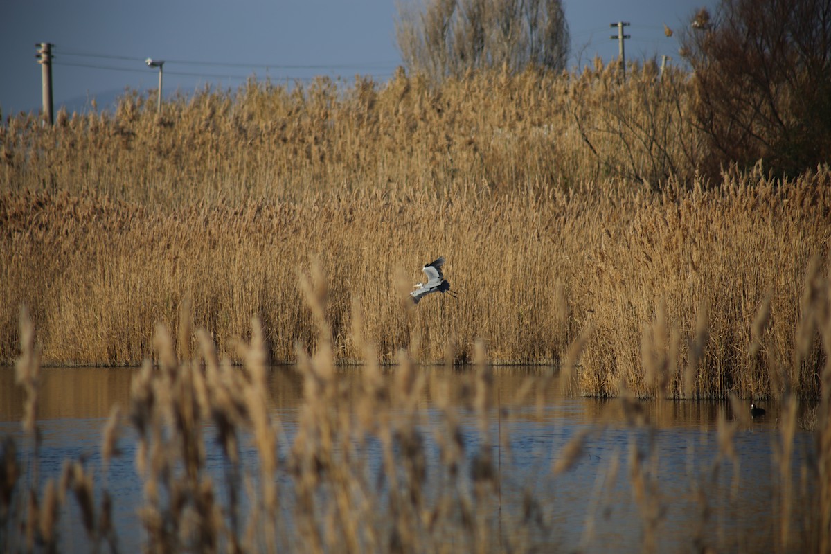 Gray Heron - Simone Castaldi