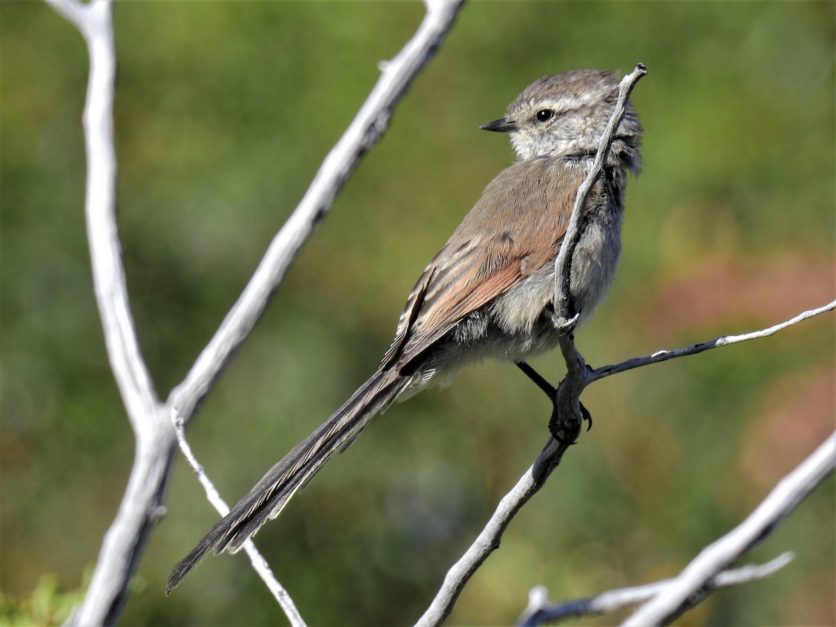 Plain-mantled Tit-Spinetail - Pablo Alejandro Pla