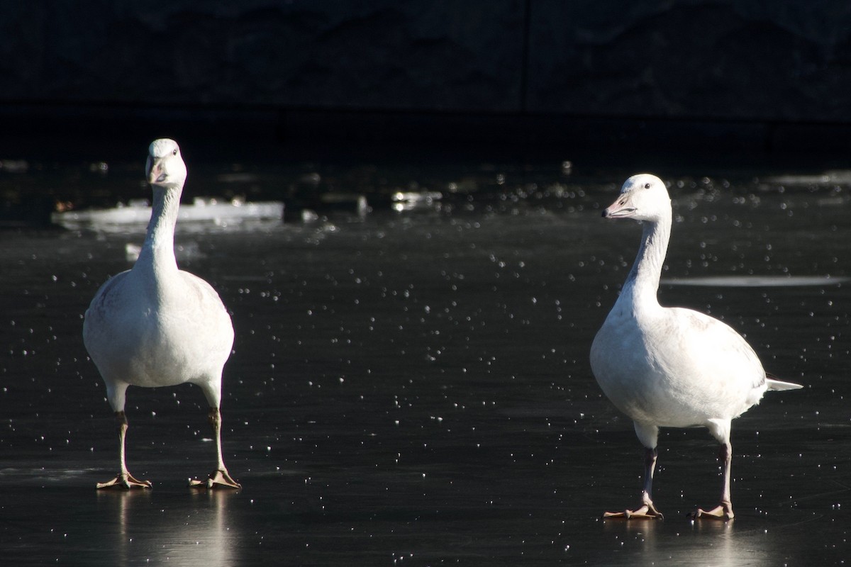 Snow Goose - ML202565831