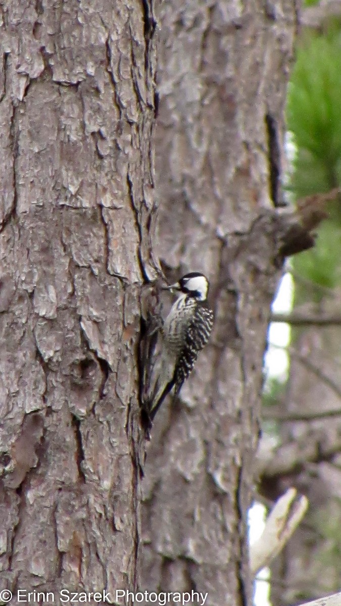 Red-cockaded Woodpecker - ML202566721