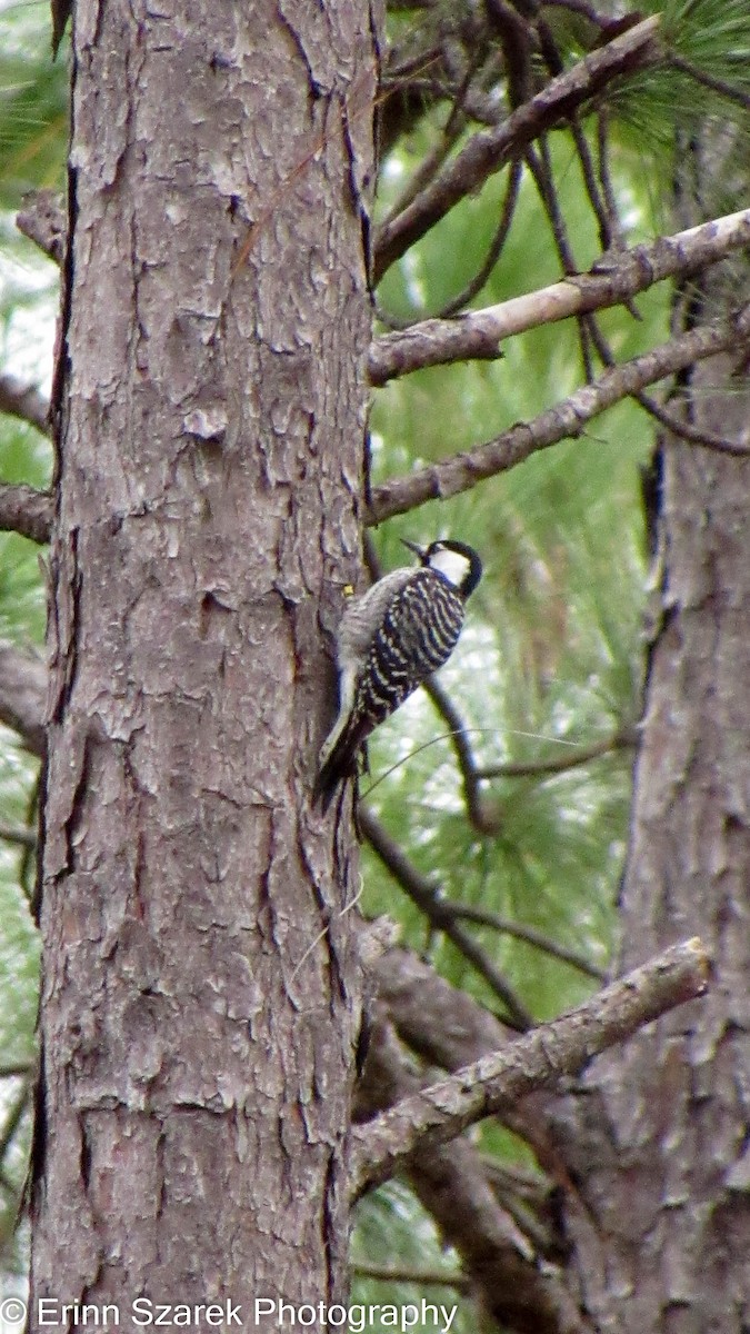 Red-cockaded Woodpecker - ML202566731