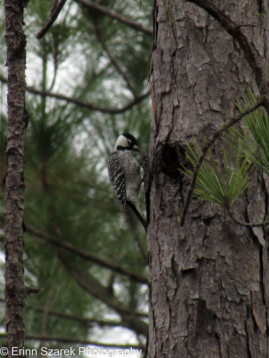 Red-cockaded Woodpecker - ML202566741