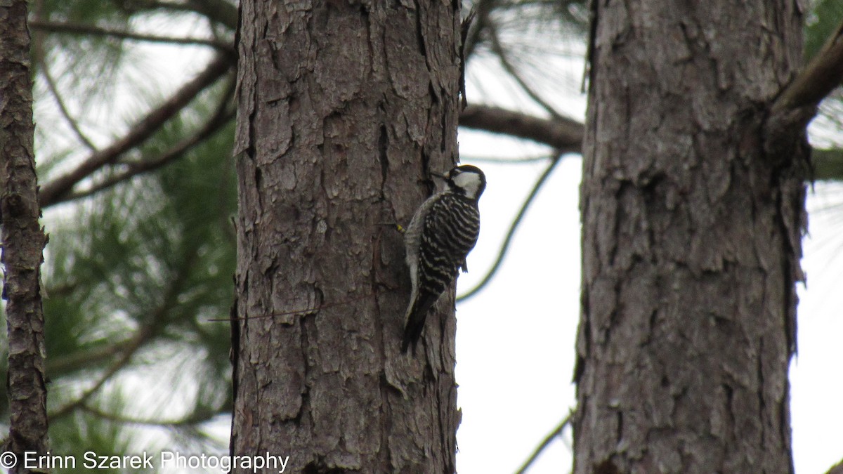Red-cockaded Woodpecker - ML202566751