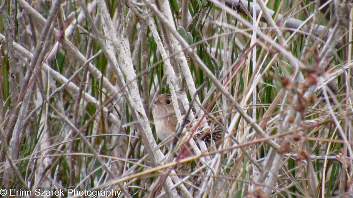 Sedge Wren - ML202567351