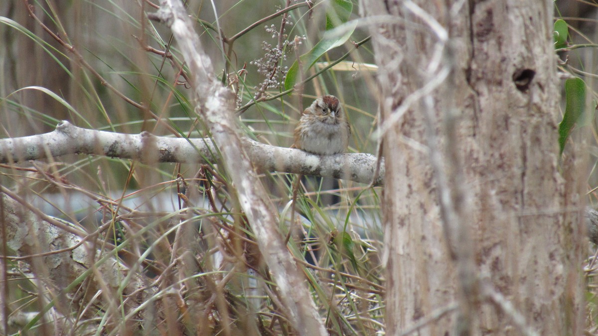 Swamp Sparrow - ML202567631