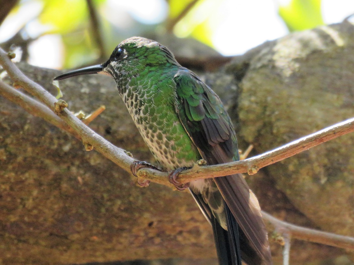 Mangrove Hummingbird - ML202567931
