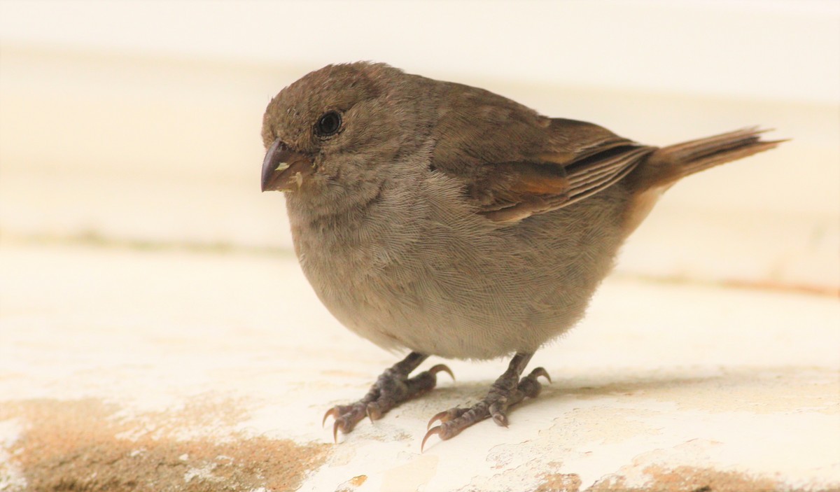 Barbados Bullfinch - ML202569061