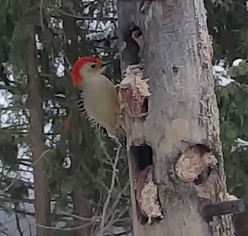 Red-bellied Woodpecker - Paul Buchanan