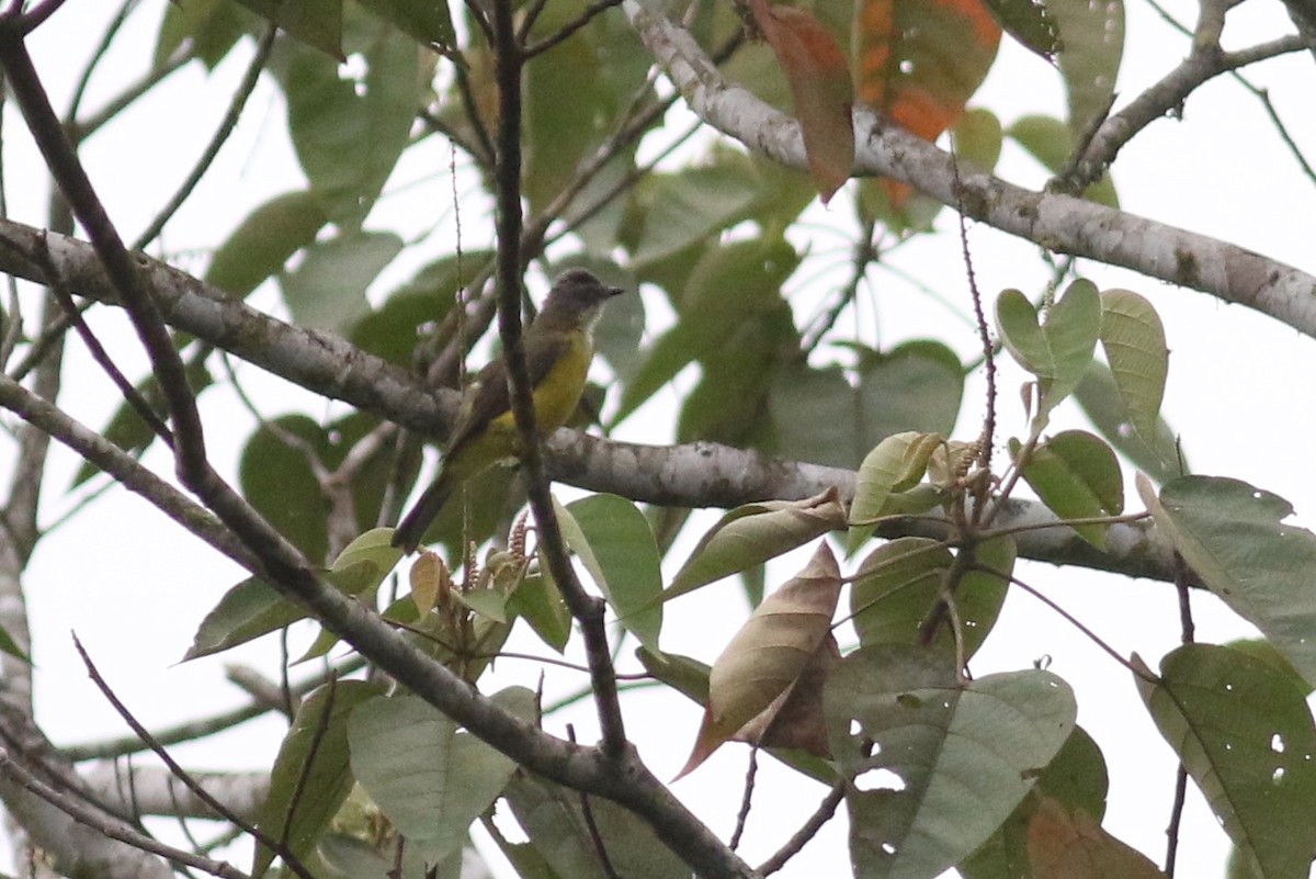 Gray-capped Flycatcher - Anton Liebermann