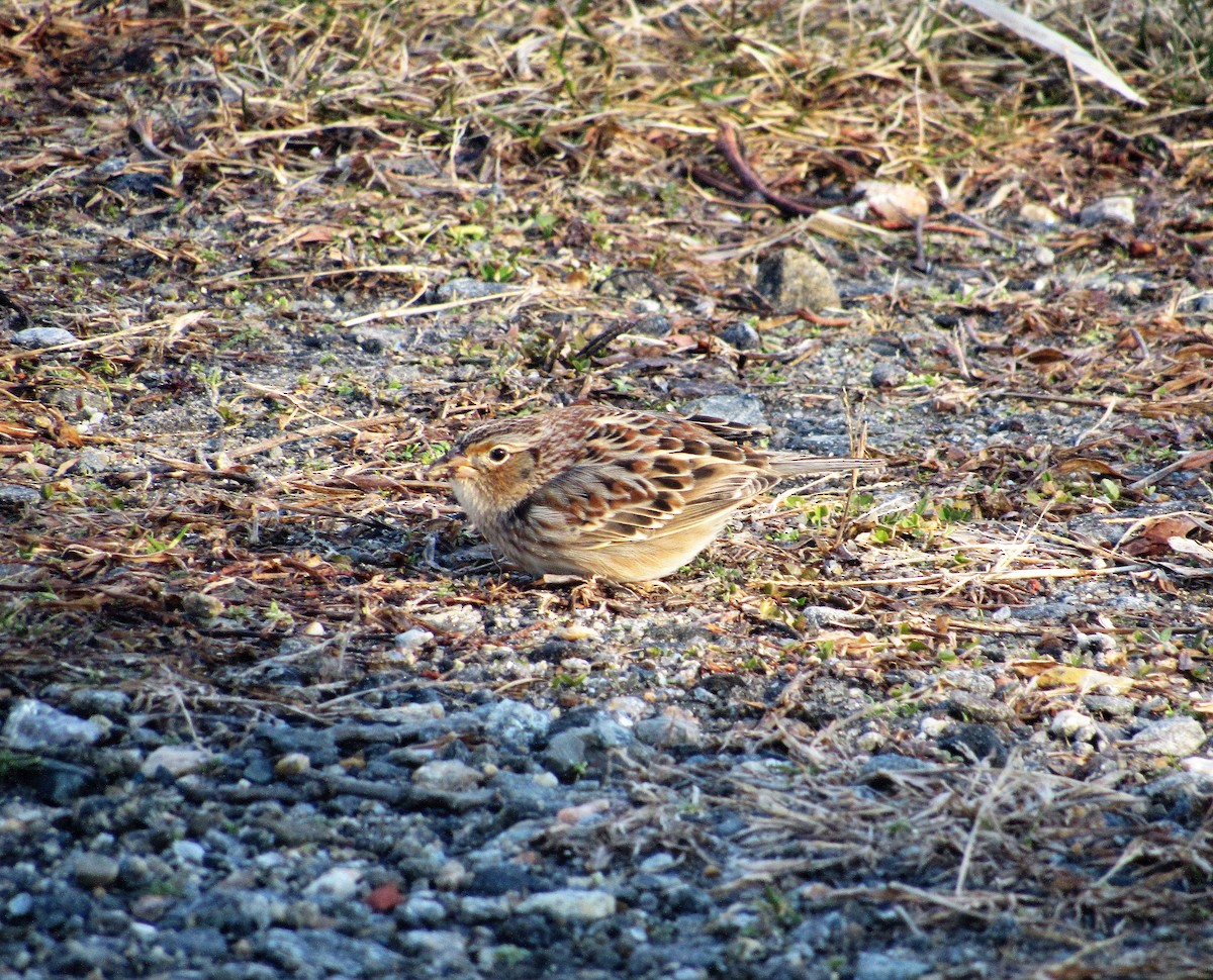 Grasshopper Sparrow - ML202570201