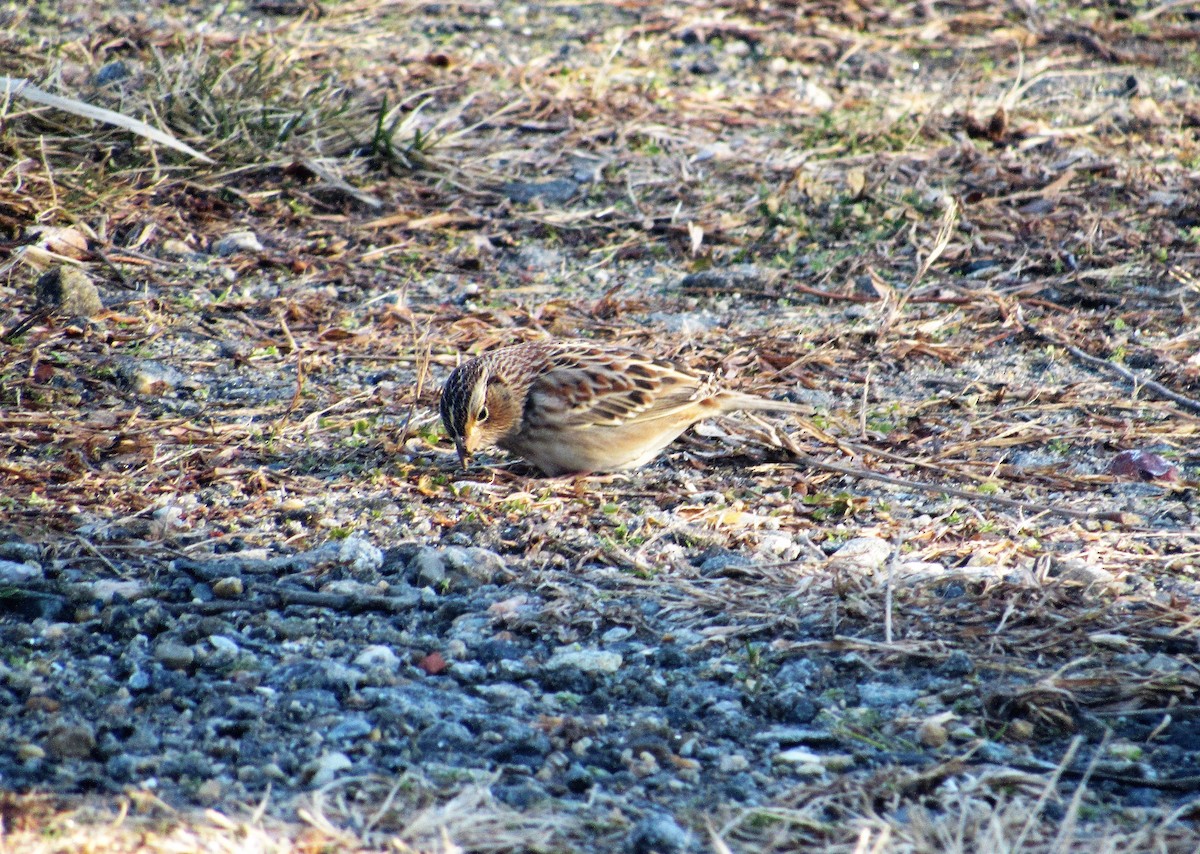 Grasshopper Sparrow - ML202570311