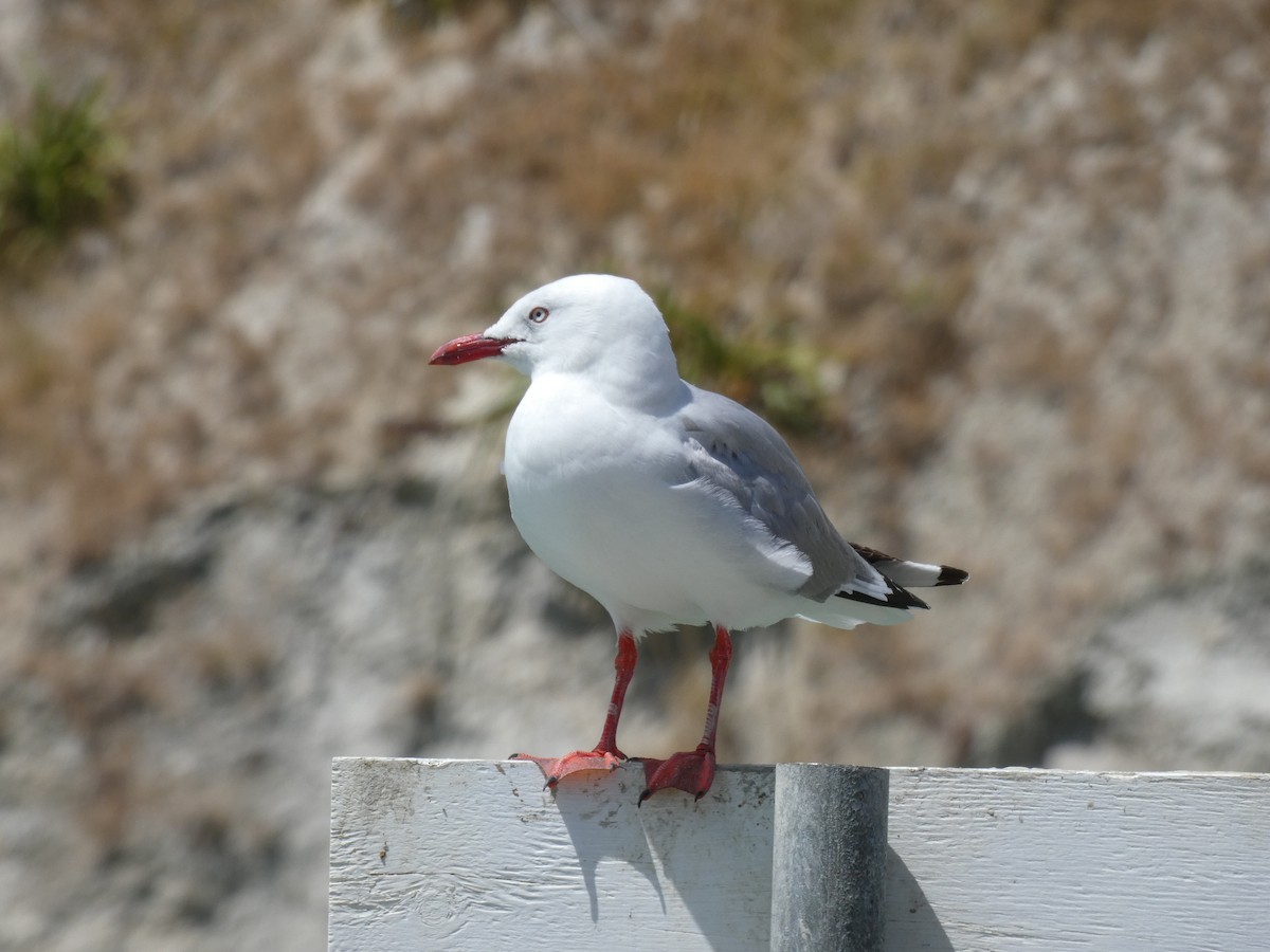 Gaviota Plateada - ML202570351