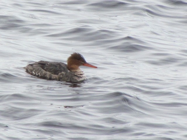 Red-breasted Merganser - ML202572531