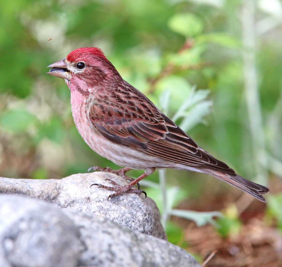 Cassin's Finch - ML202572741