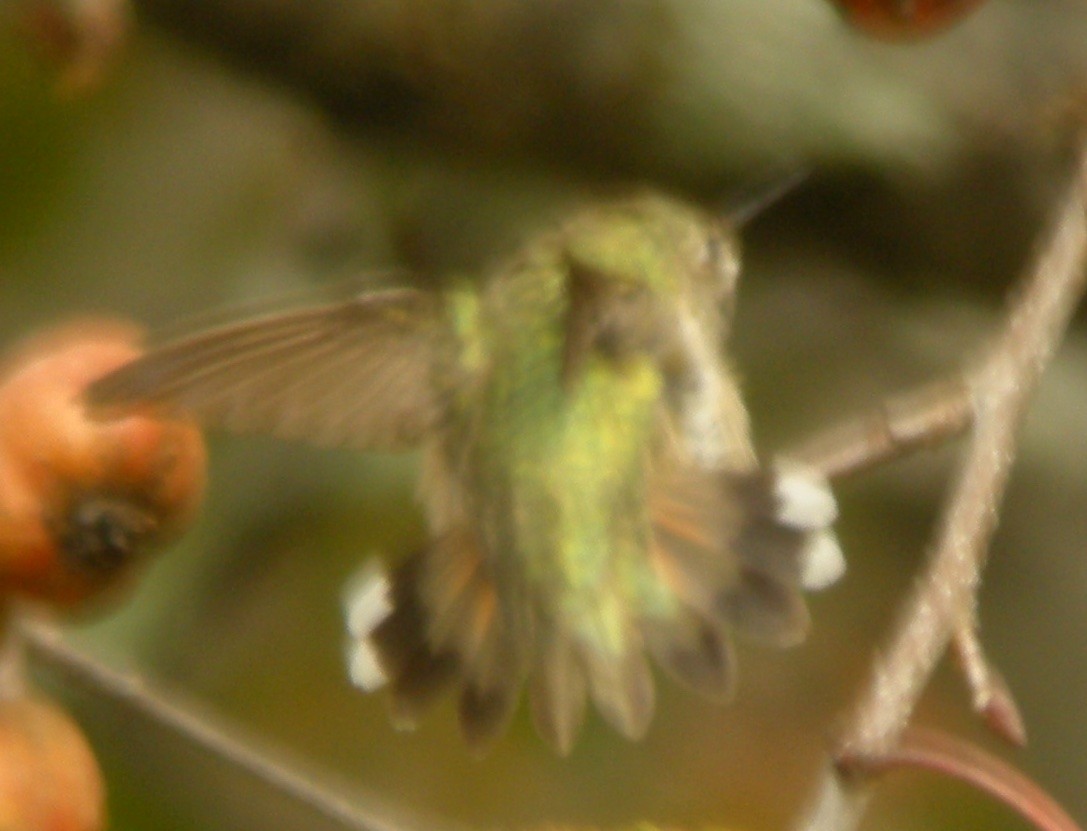 Calliope Hummingbird - ML20257321