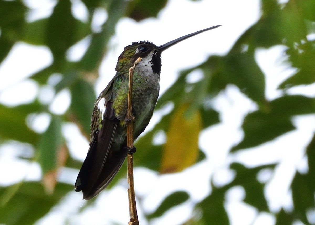 Long-billed Starthroat - ML202573271