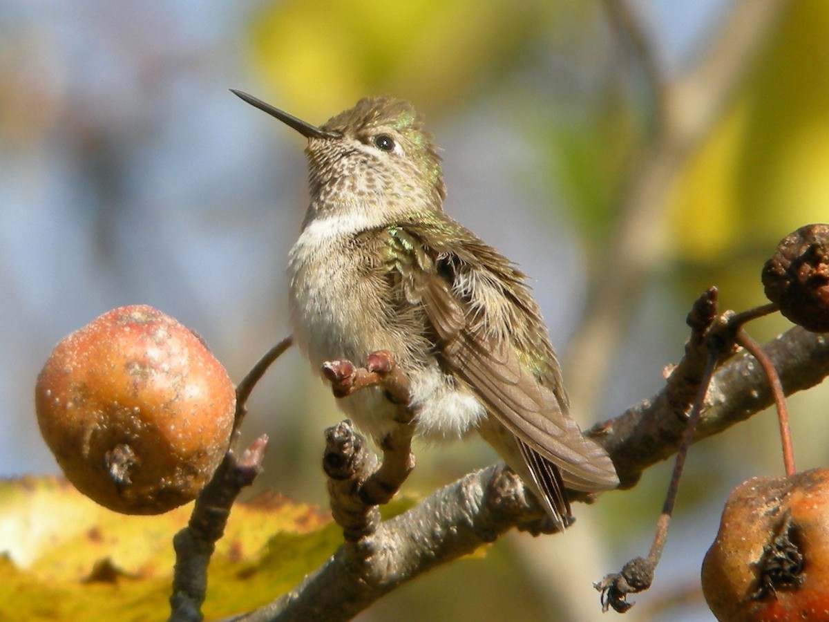 Calliope Hummingbird - ML20257331