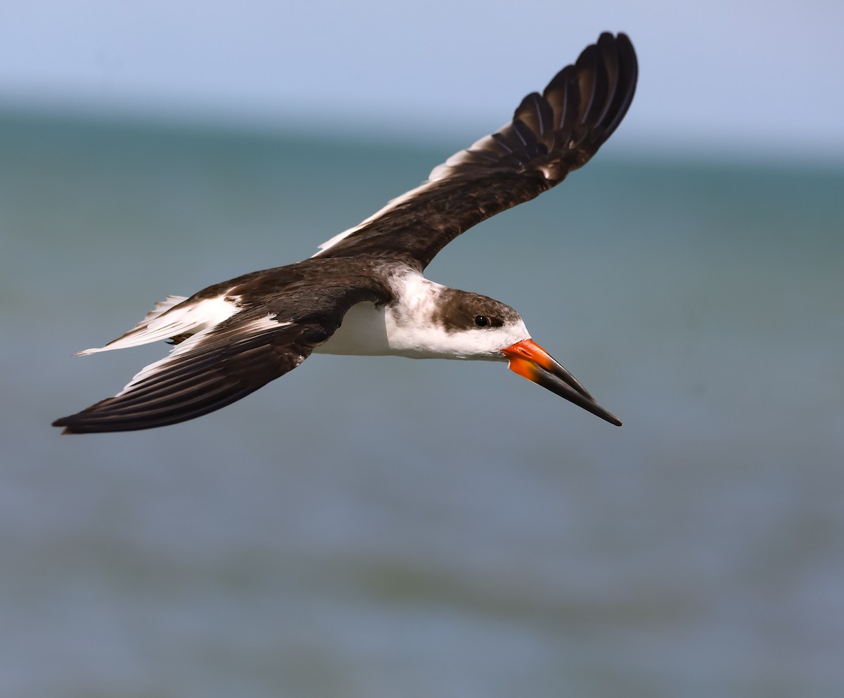 Black Skimmer - ML202573391