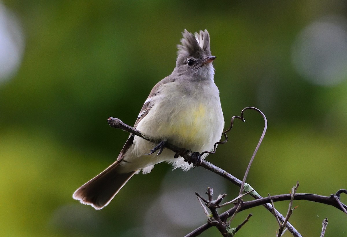 Yellow-bellied Elaenia - Ad Konings