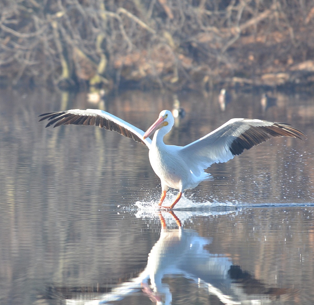 American White Pelican - ML202573881