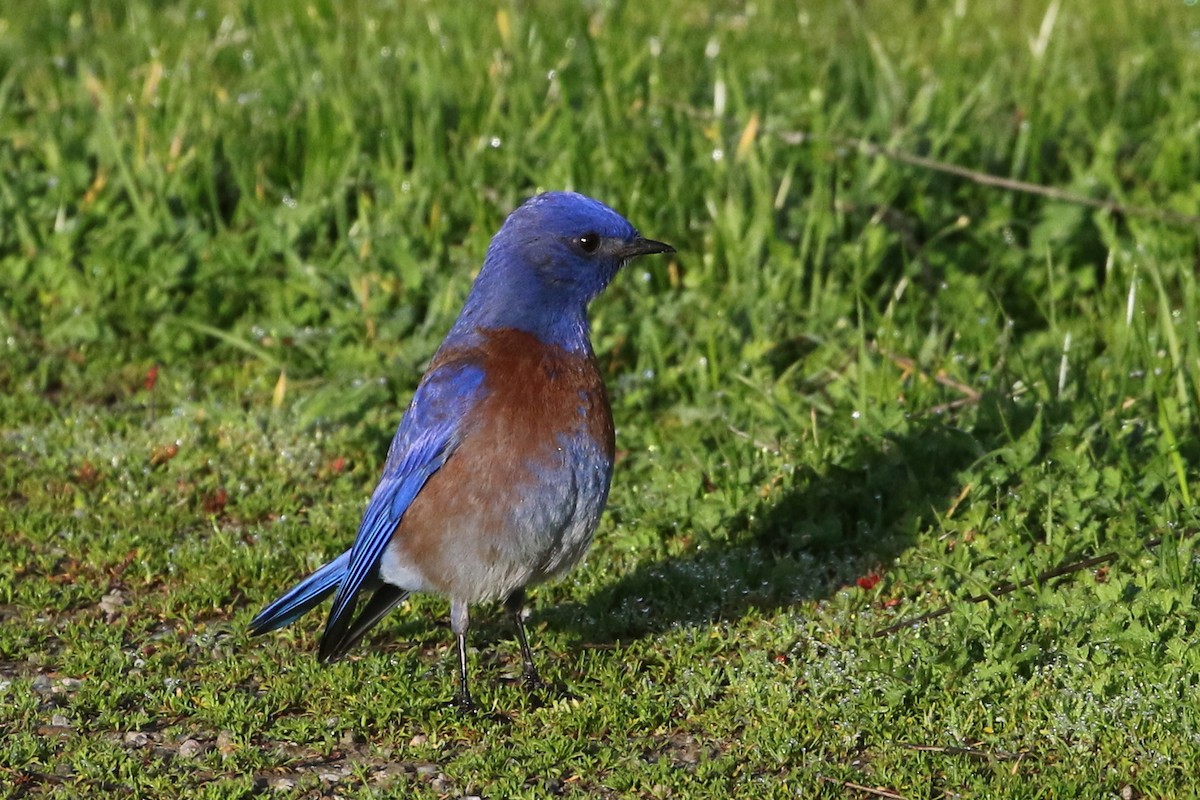 Western Bluebird - ML202574931