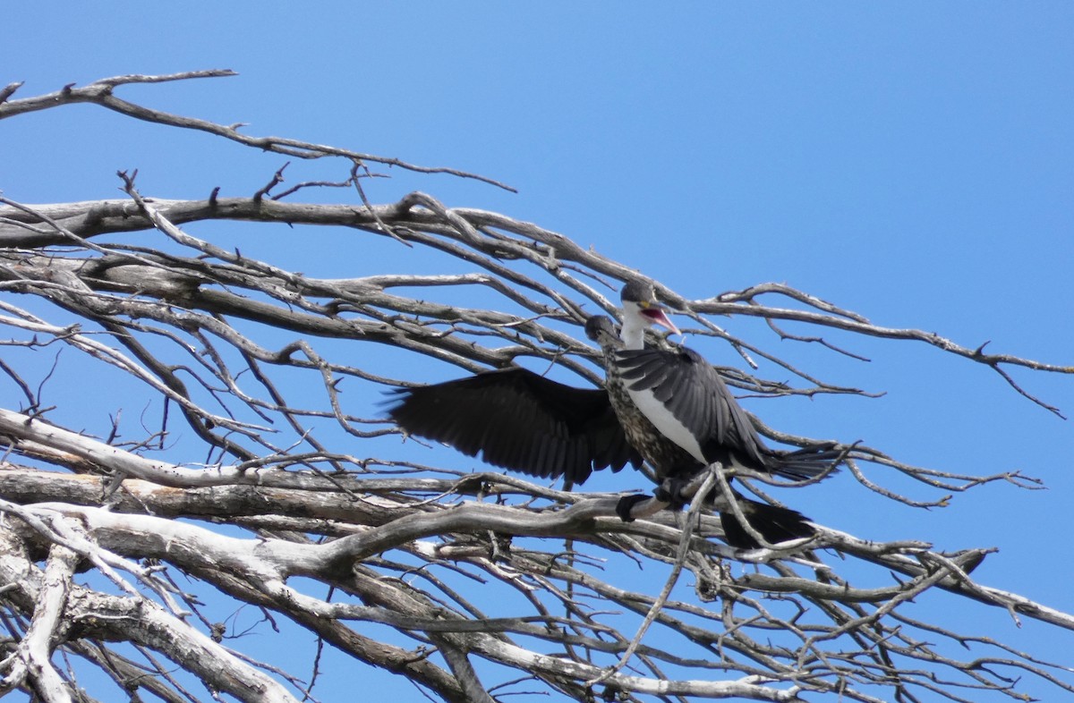 Pied Cormorant - ML202575021