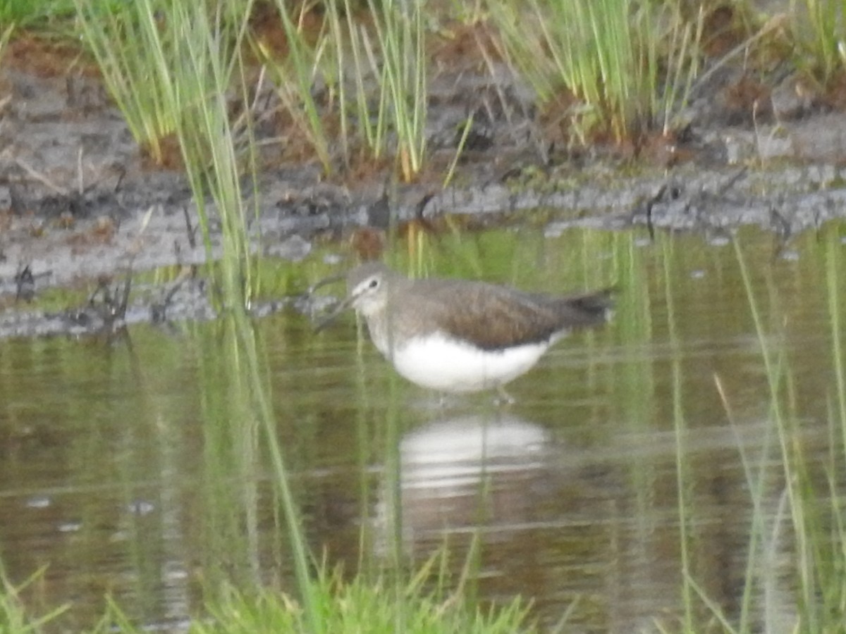 Green Sandpiper - ML202575921