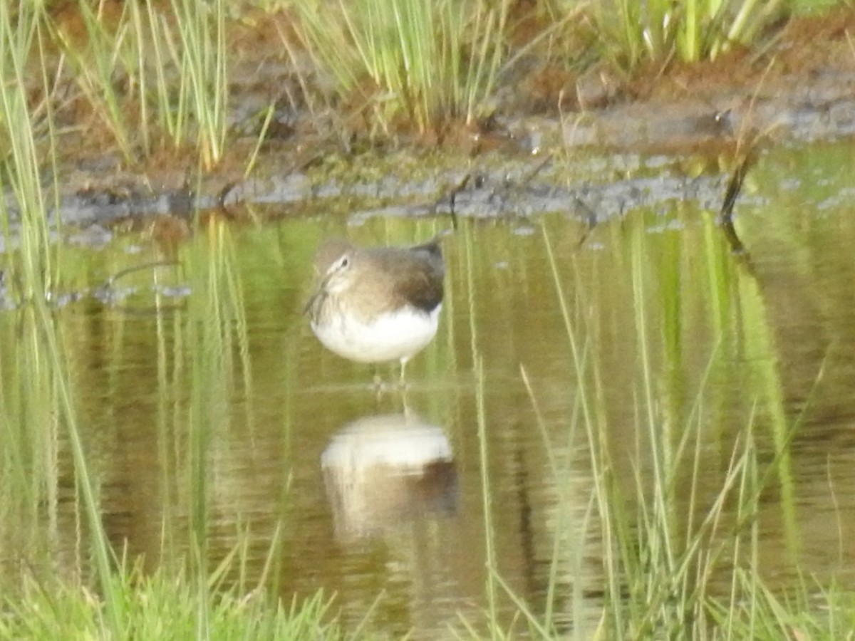 Green Sandpiper - ML202575961