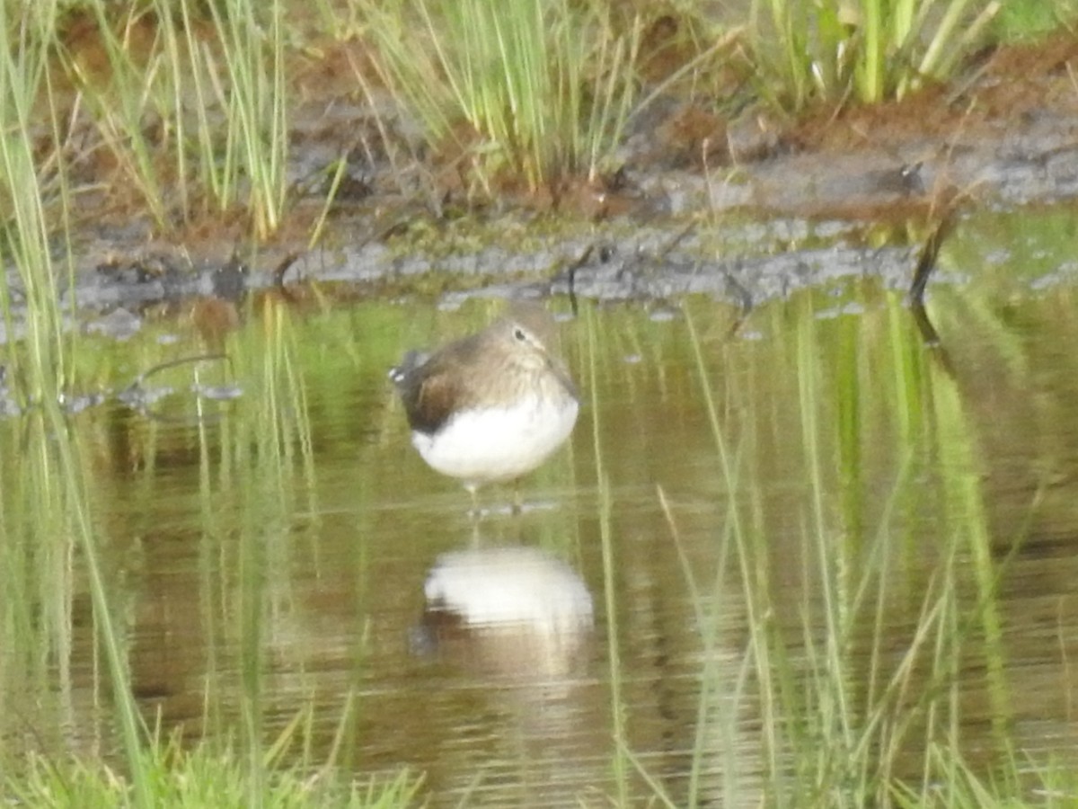 Green Sandpiper - ML202575981