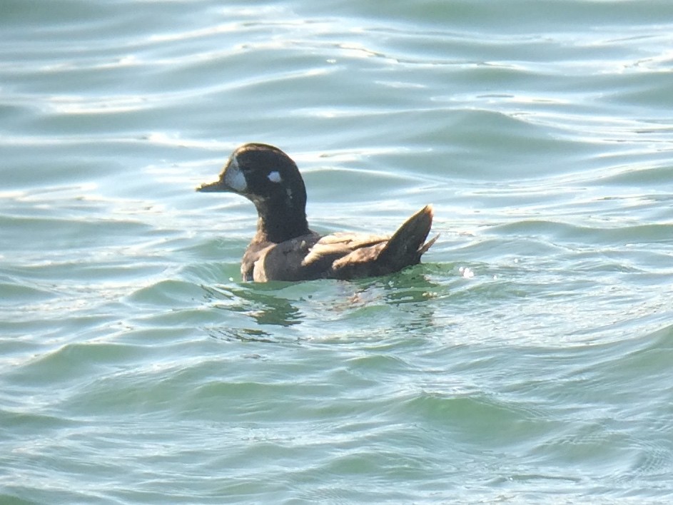 Harlequin Duck - ML20257651