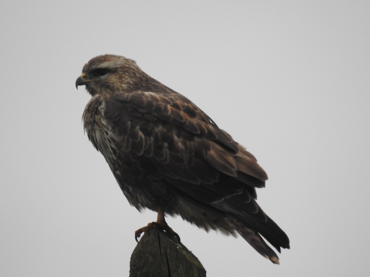 Common Buzzard (Azores) - ML202576691