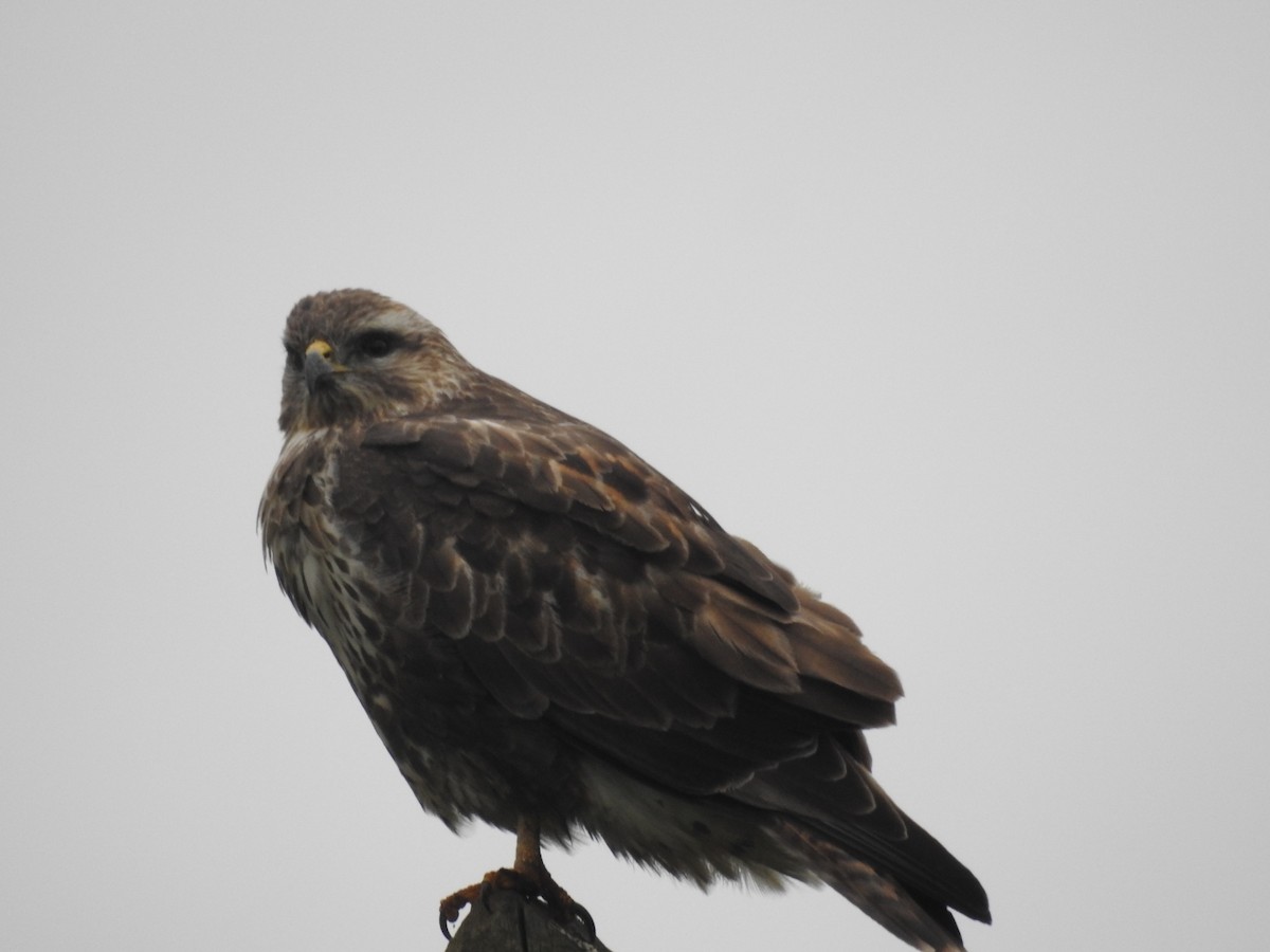 Common Buzzard (Azores) - ML202576901