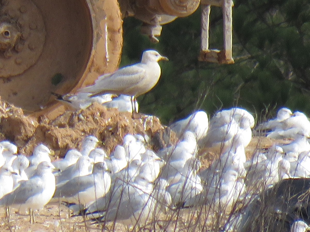 Iceland Gull - ML202578201