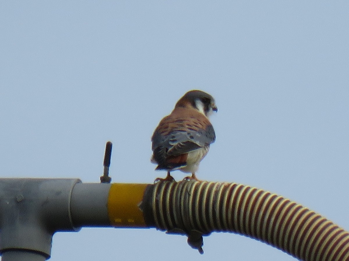 American Kestrel - Marc Ribaudo