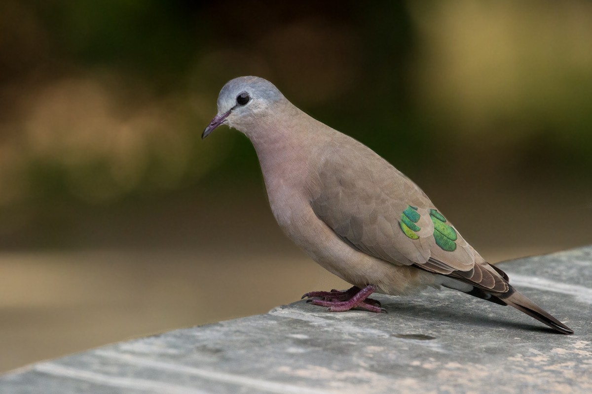 Palomita Aliverde - ML202578891