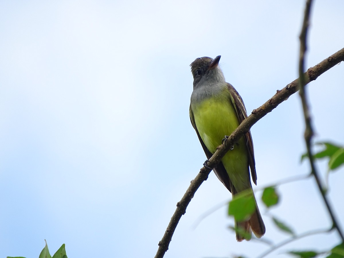 Yellow-bellied Elaenia - ML202579211