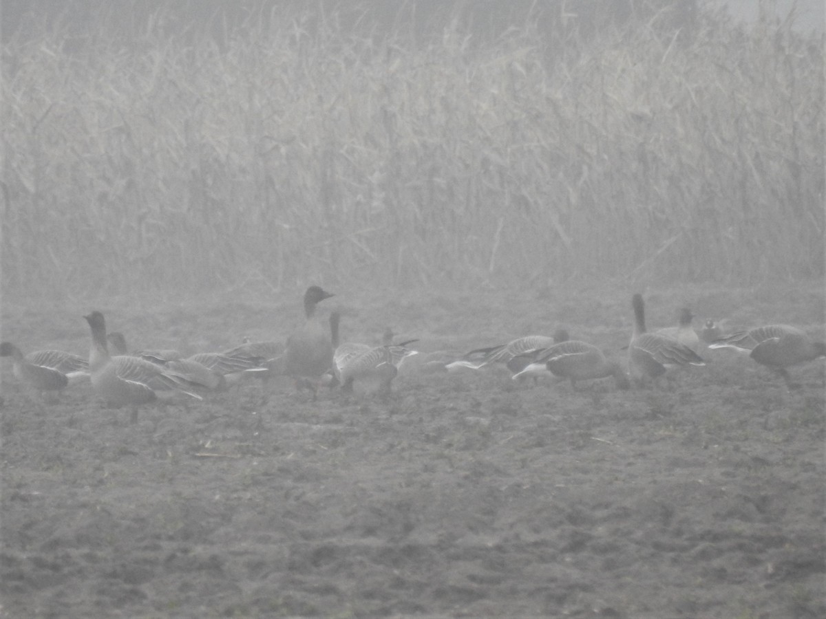 Tundra Bean-Goose - Ryan Irvine