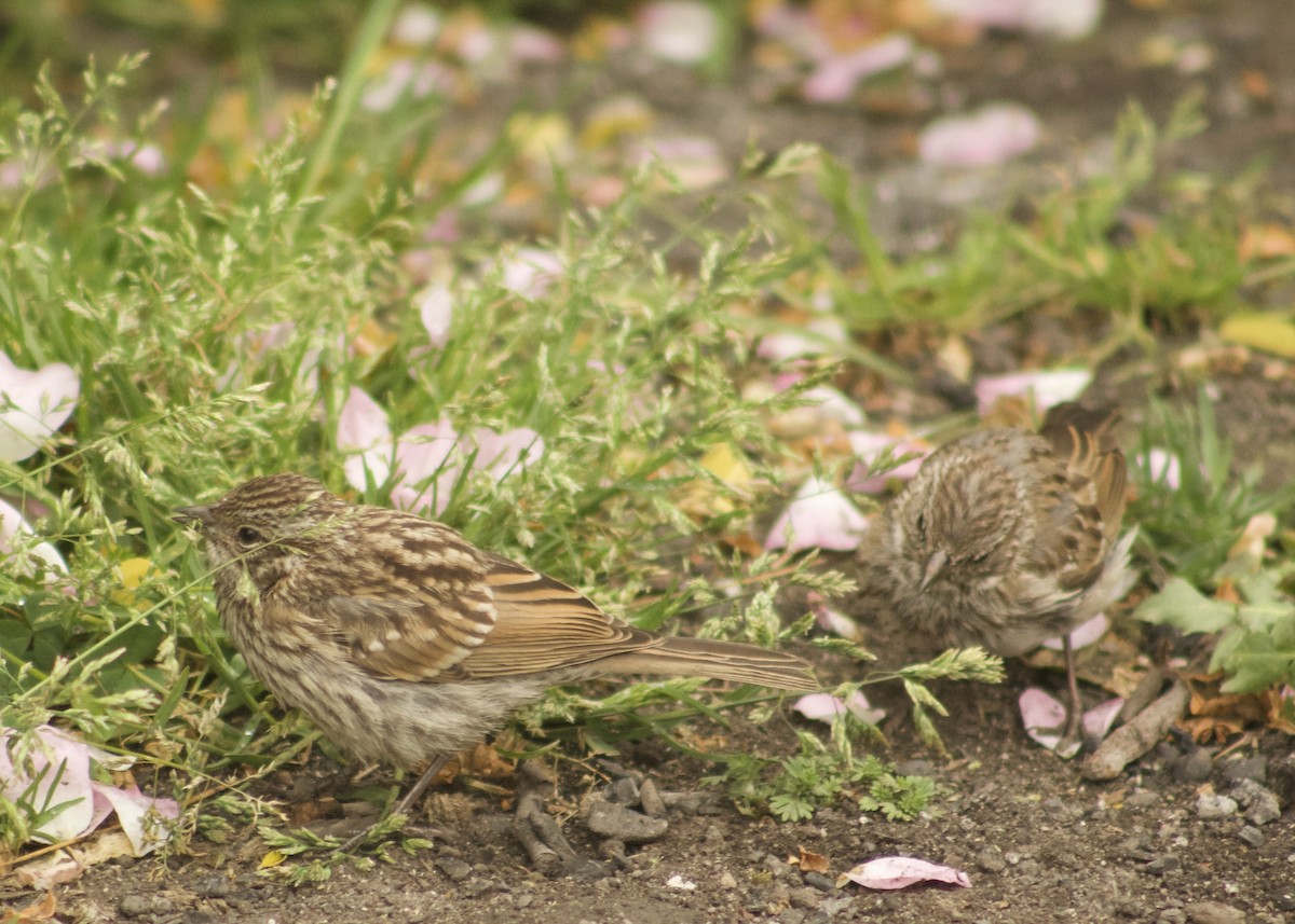 Rufous-collared Sparrow - ML202580551