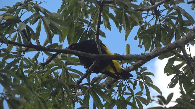 Yellow-rumped Cacique - ML202581101