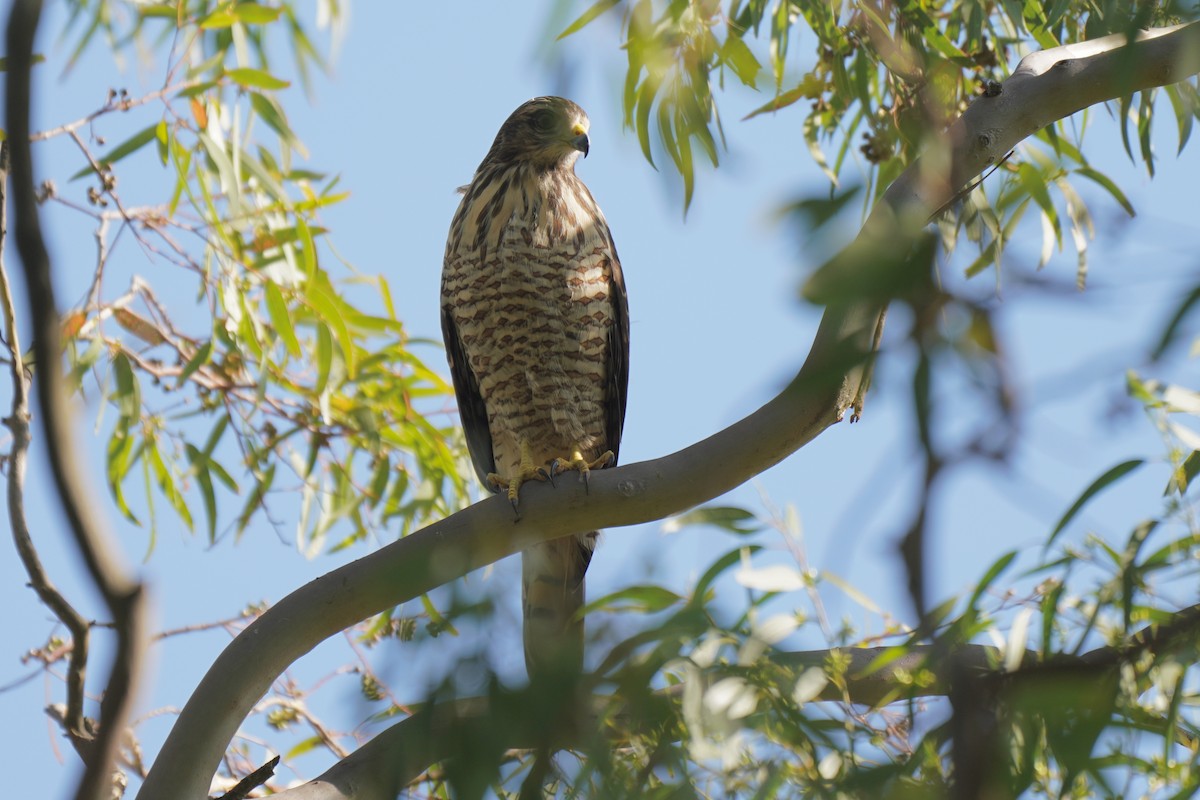 Roadside Hawk - ML202582151